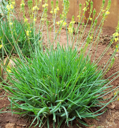 Bulbine frutescens fiore di serpente vaso 15cm foto reali