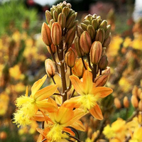 Bulbine frutescens fiore di serpente vaso 15cm foto reali
