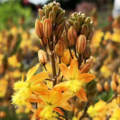 Bulbine frutescens fiore di serpente vaso 15cm foto reali