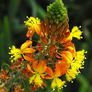 Bulbine frutescens fiore di serpente vaso 15cm foto reali