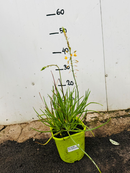Bulbine frutescens fiore di serpente vaso 15cm foto reali