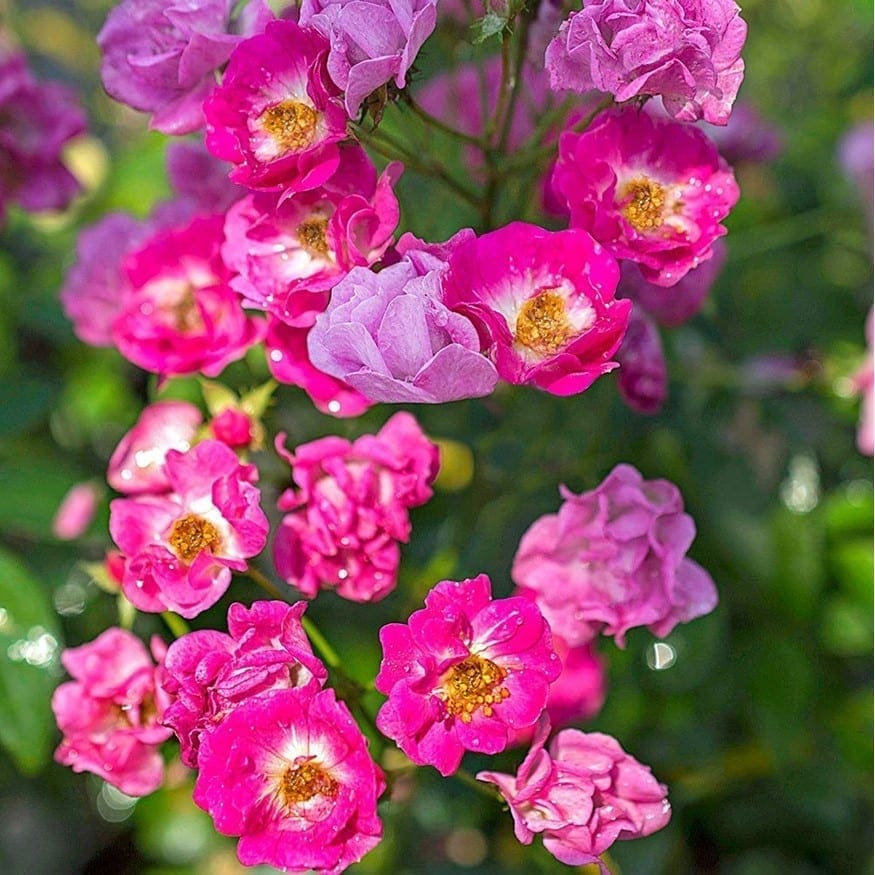 Rosa Pretty Polly Pink ® Meilland a cespuglio in vaso 19 cm