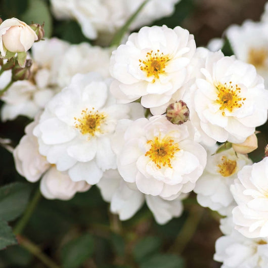 Rosa PRETTY POLLY WHITE ® Meilland ROSA BIANCA A MAZZI a cespuglio in vaso 19 cm