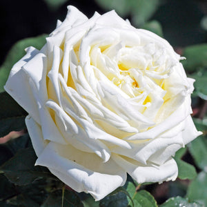 Pianta ROSA JEANNE MONREAU ®MEILLAND rosa BIANCA ad ALBERELLO vaso24 FOTO REALE