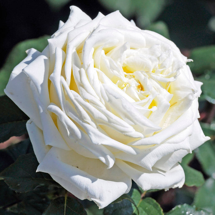 Pianta ROSA JEANNE MONREAU ®MEILLAND rosa BIANCA ad ALBERELLO vaso24 FOTO REALE