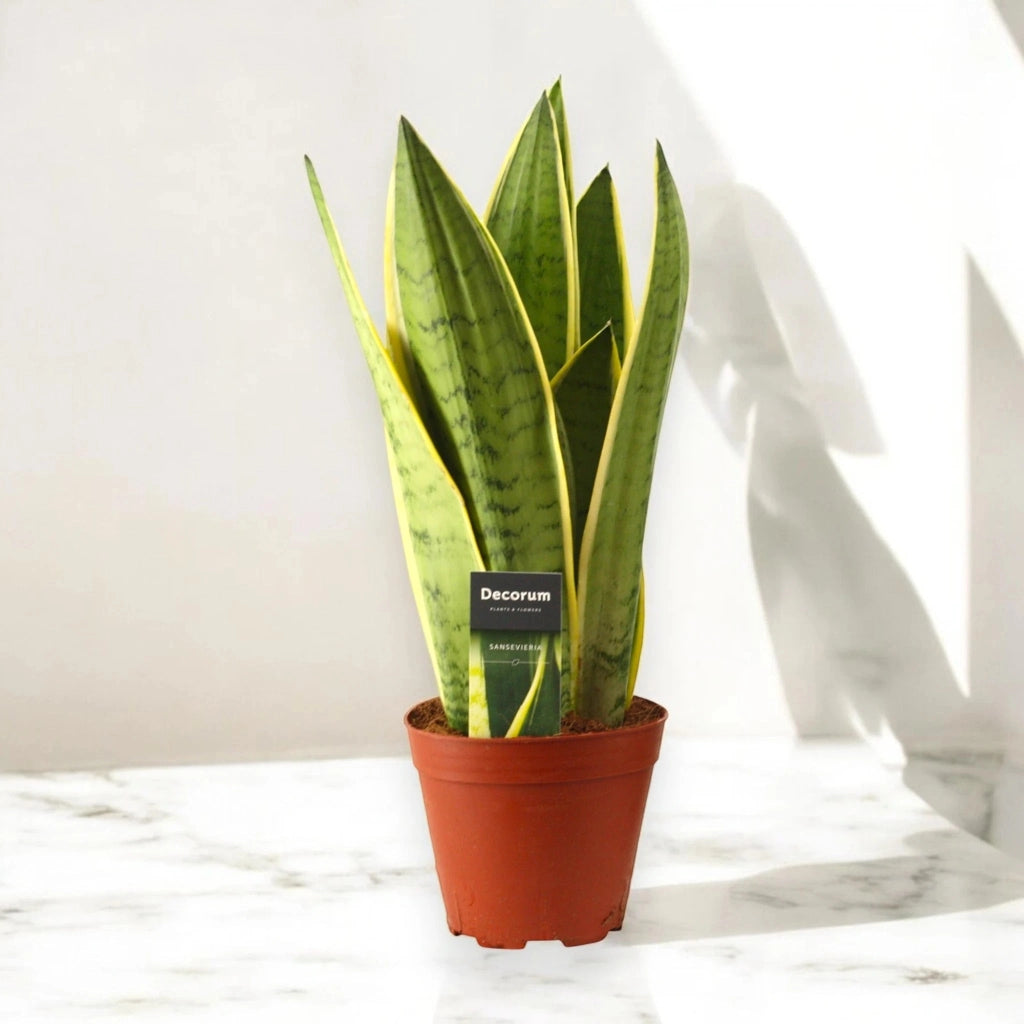 Gardenaria Sansevieria trifasciata 'White Snow' - Pianta da interno ornamentale Altezza: 30 cm (vaso 12)