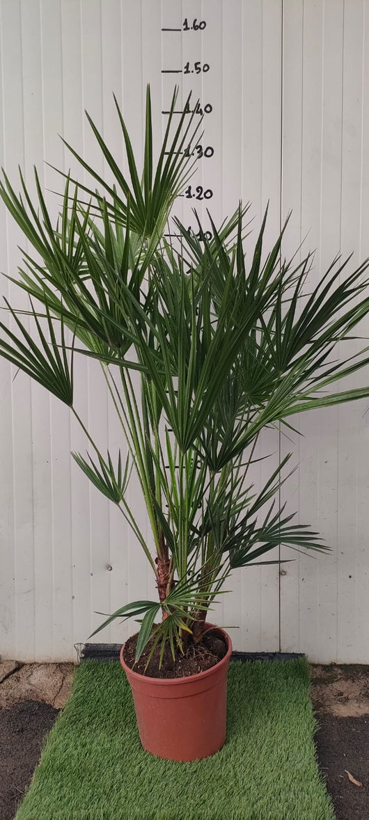 Chamaerops excelsa, palma nana, Palma di San Pietro h 140 vaso 35  foto reali
