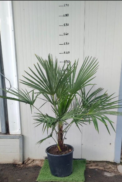 Phoenix canariensis, Palma datteri delle Canarie, h140 vaso 30, foto reali