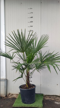 Phoenix canariensis, Palma datteri delle Canarie, h140 vaso 30, foto reali