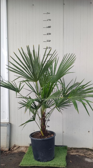 Phoenix canariensis, Palma datteri delle Canarie, h140 vaso 30, foto reali