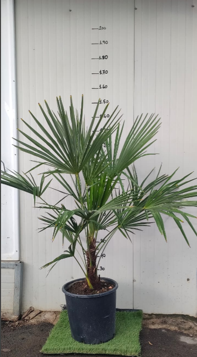Phoenix canariensis, Palma datteri delle Canarie, h140 vaso 30, foto reali