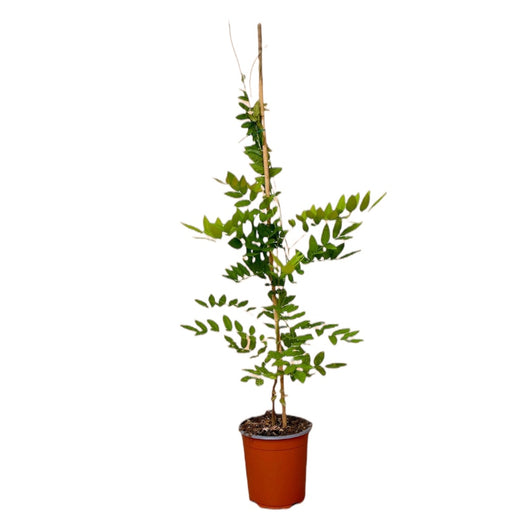 Pianta di GLICINE BIANCO rampicante pergolati spalliere FIORE BIANCO FOTO REALE