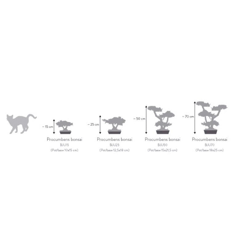 Pianta di Bonsai Ginepro stabilizzato  h 50 cm