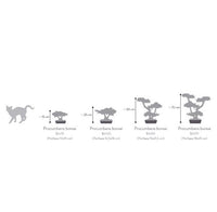 Pianta di Bonsai Ginepro stabilizzato  h 50 cm