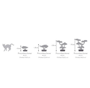 Pianta di Bonsai Ginepro stabilizzato  h 50 cm