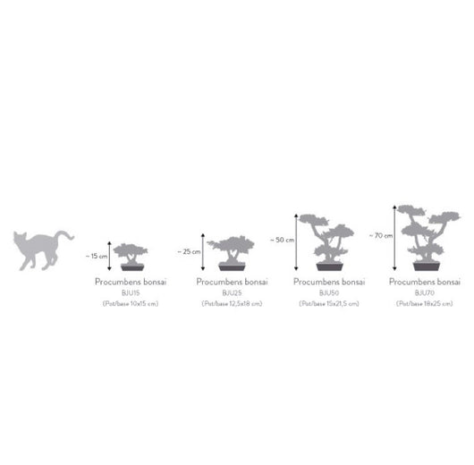 Pianta di Bonsai Ginepro stabilizzato  h 50 cm