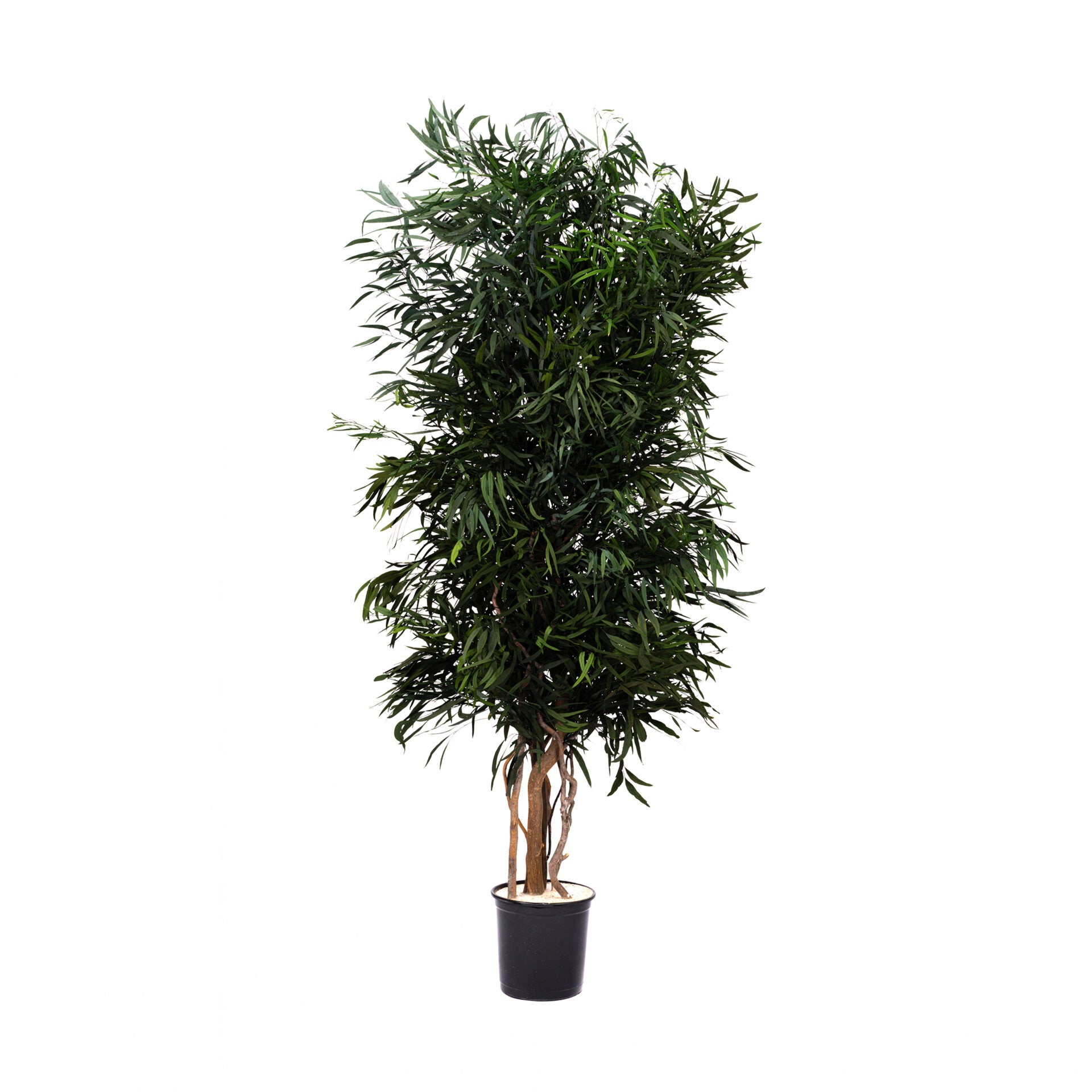 Albero Nicoly stabilizzato h 180 cm