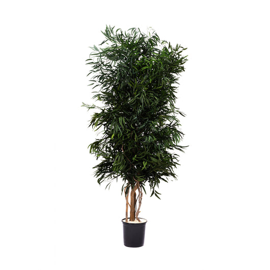Albero Nicoly stabilizzato h 180 cm