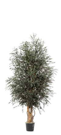 Albero Wide Parvifolia stabilizzato h 130 cm
