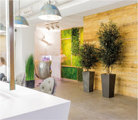 Albero Wide Parvifolia stabilizzato h 130 cm