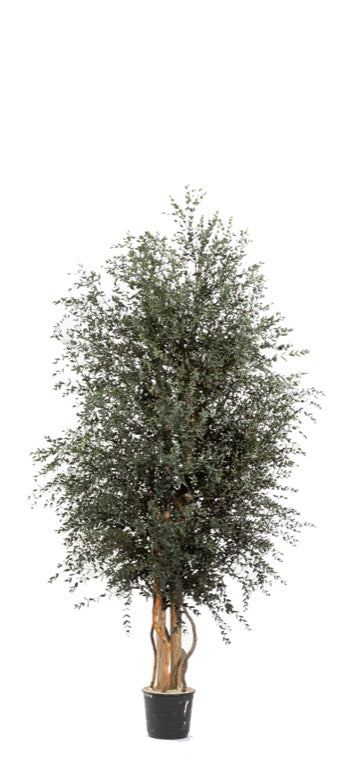 Pianta Albero Wide Parvifolia stabilizzato h 180 cm (No acqua, no manutenzione)