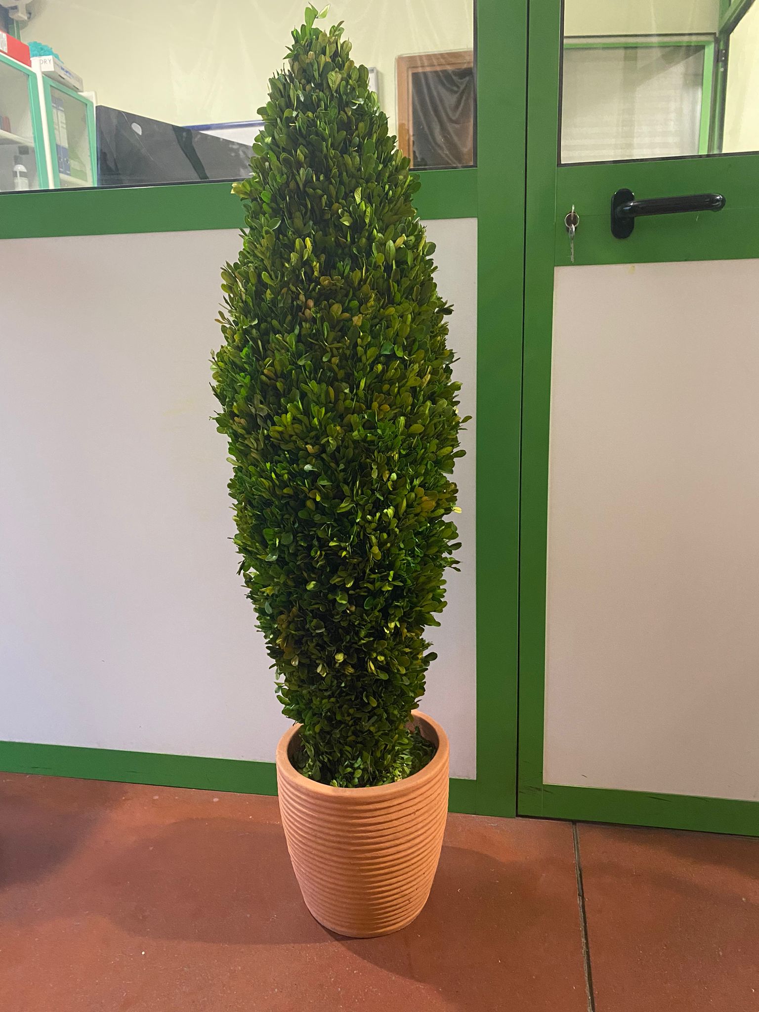 Pianta di bosso stabilizzata buxus boxus h115 (no acqua no manutenzione)