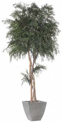 Pianta Nicolay stabilizzata h 130 cm