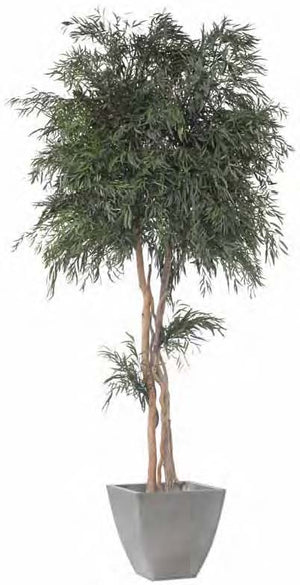 Pianta Nicolay stabilizzata h 130 cm