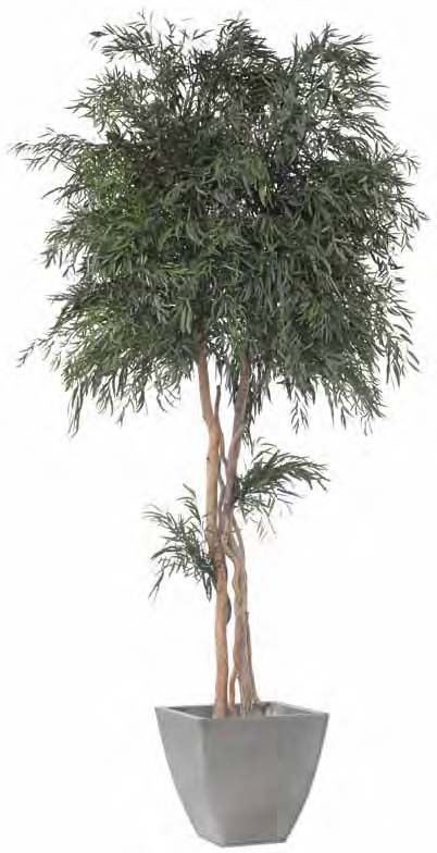 Pianta Nicolay stabilizzata h 130 cm