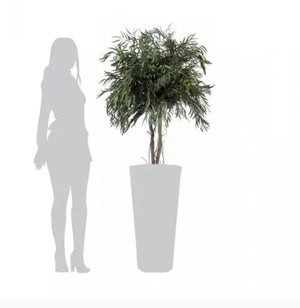 Pianta Nicolay stabilizzata h 130 cm