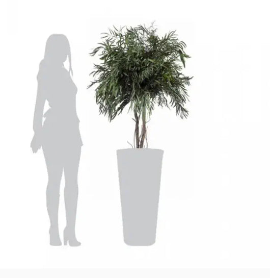 Pianta Nicolay stabilizzata h 130 cm