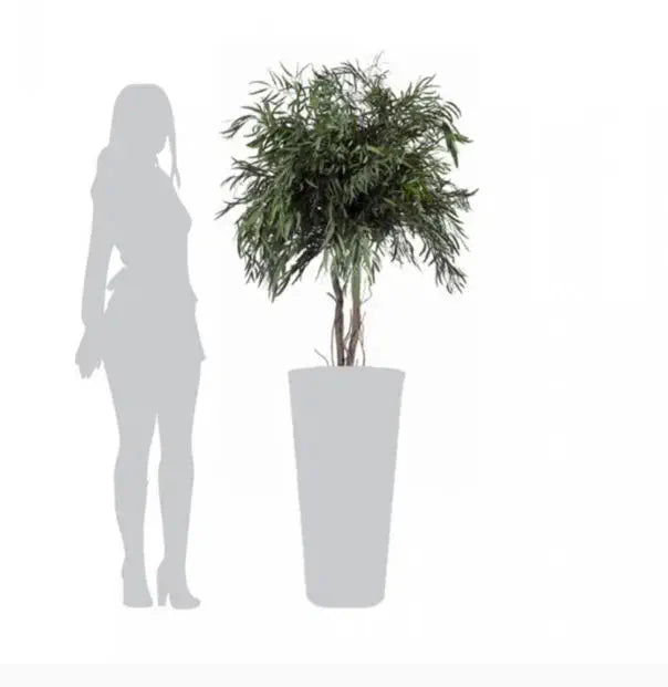 Pianta Nicolay stabilizzata h 130 cm