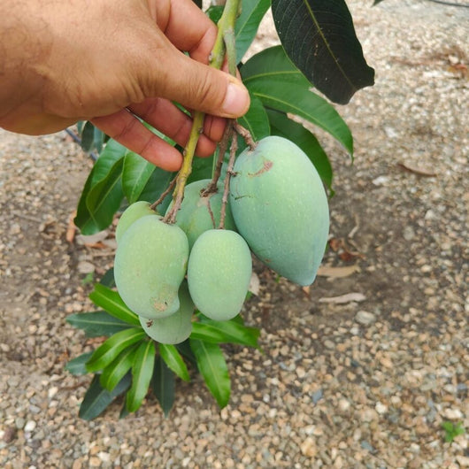 Pianta di Mango Carabao, di Manila o mango filippino, h 120,  foto reali