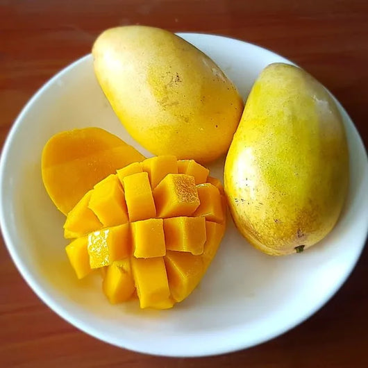 Pianta di Mango Carabao, di Manila o mango filippino, h 120,  foto reali