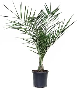 Phoenix canariensis - Palma delle Canarie