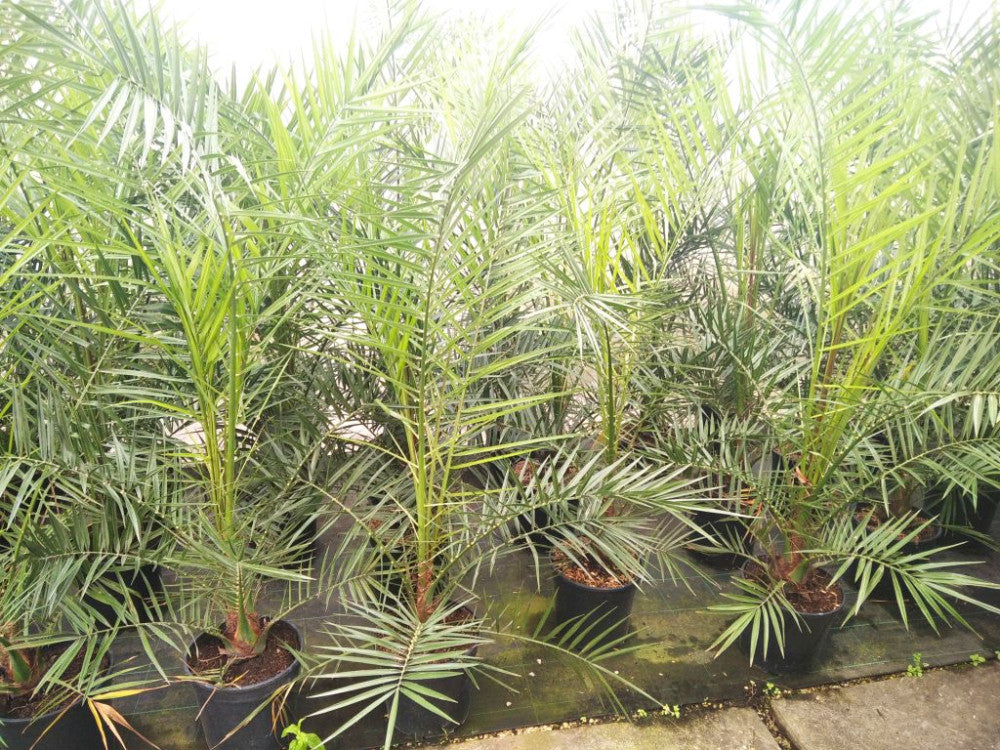 Phoenix canariensis - Palma delle Canarie