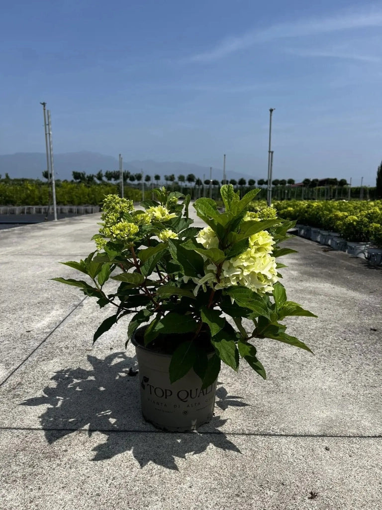 Gardenaria Ortensia - Hydrangea Paniculata 'Little Fresco' - Pianta acidofila ornamentale da esterno Altezza: 40/50 cm (vaso19)