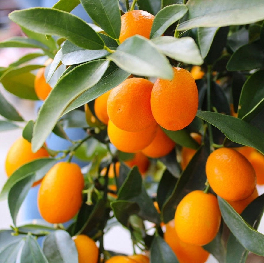 Gardenaria Kumquat - Fortunella margarita - Pianta di agrume da frutto in vaso Altezza: 40 cm (vaso 15)
