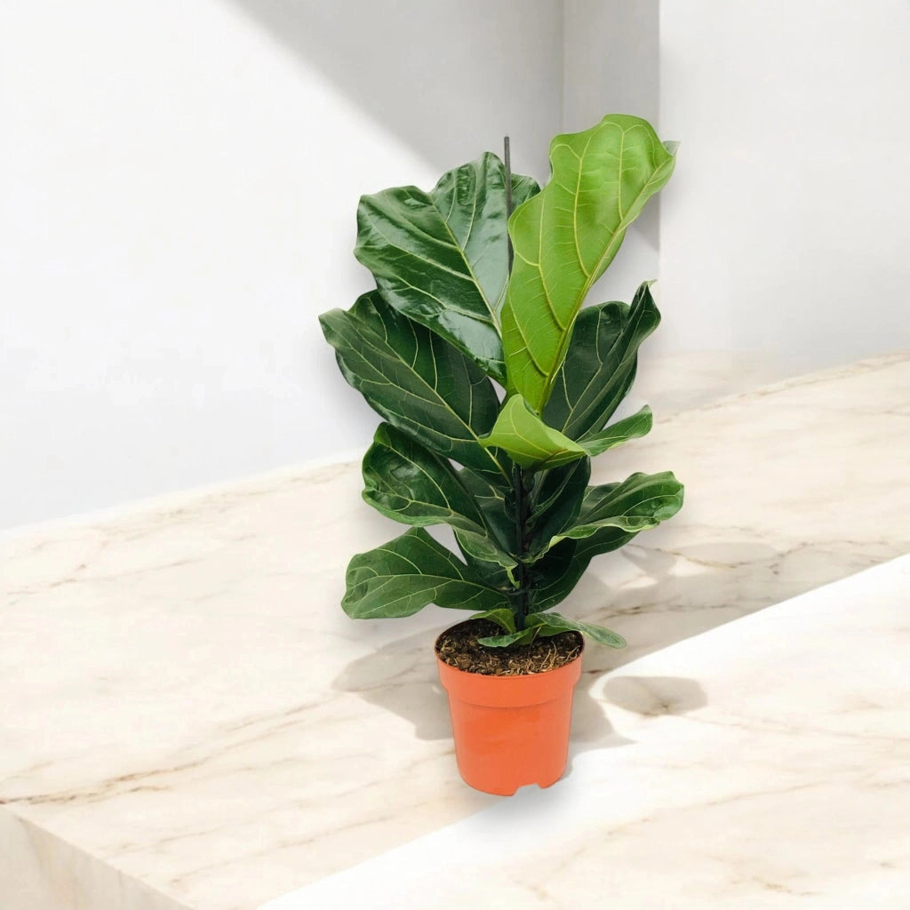 Gardenaria Ficus lyrata - Pianta da interno ornamentale Altezza: 100 cm (vaso 27)