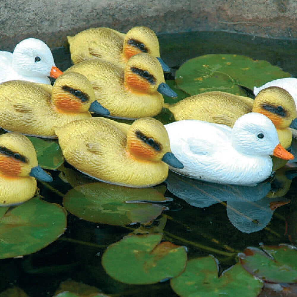 Anatroccoli Gialli Decorativi per Laghetti da Giardino
