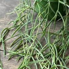 Pianta di hoya linearis basket 12 fiore di cera