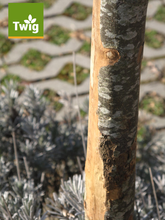 Confezione 5 Pz Palo Tondo Castagno Semiscortecciato Diam. 3-5X210 Cm Con Punta