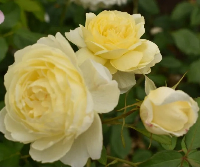 Gardenaria Rosa 'Vanessa Bell' - Rosa da giardino Altezza: 40/50 cm (vaso20)