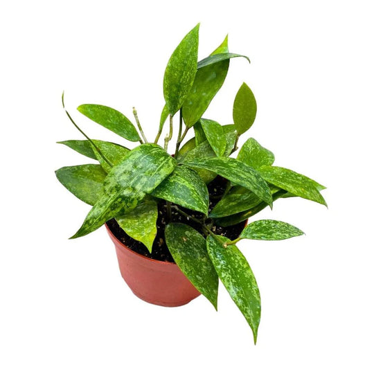 Hoya "Rangsan" H 14 cm