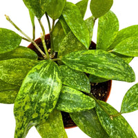 Hoya "Rangsan" H 14 cm