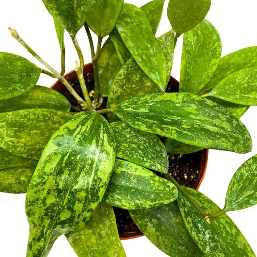 Hoya "Rangsan" H 14 cm