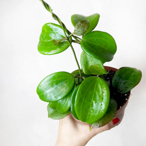 Fiore di cera Hoya quinquenervia vaso 12 cm