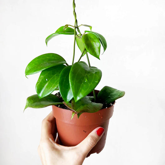 Fiore di cera Hoya quinquenervia vaso 12 cm