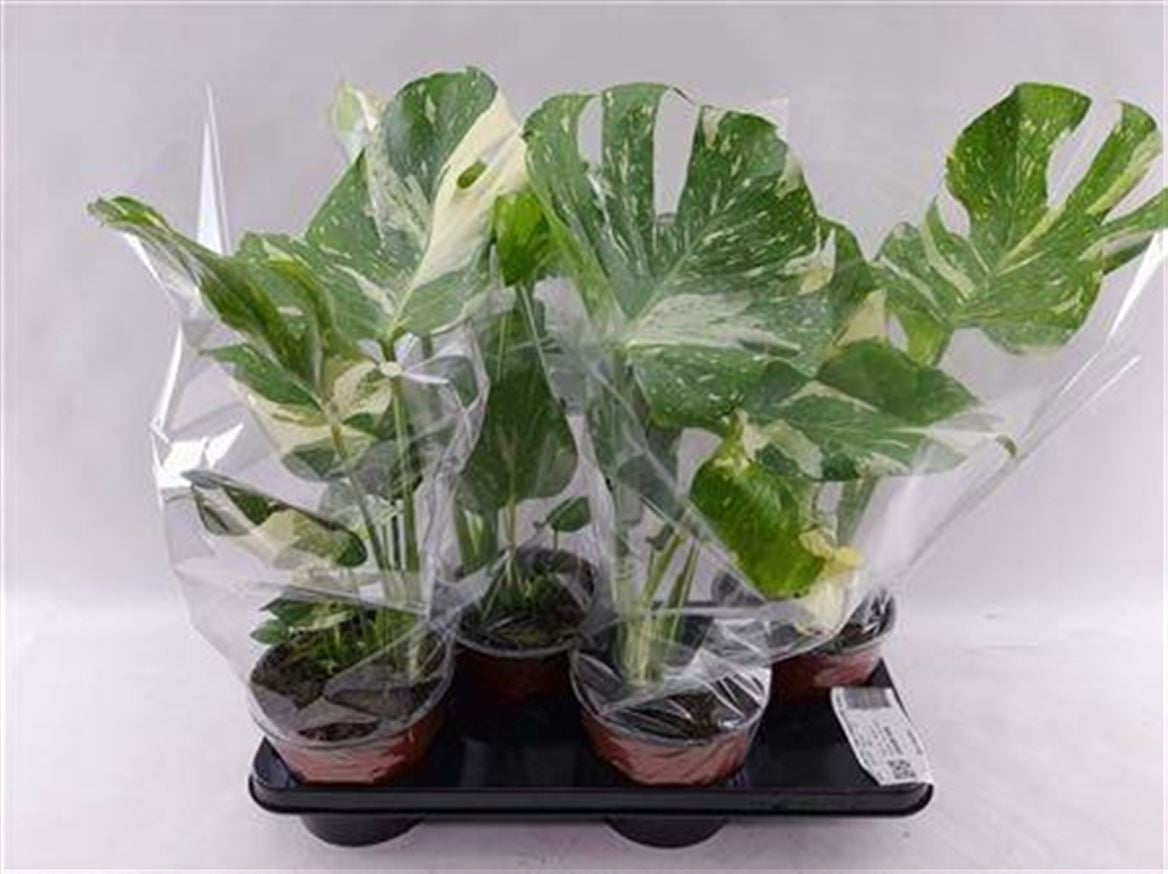 Monstera “Thai Constellation” H 45 cm