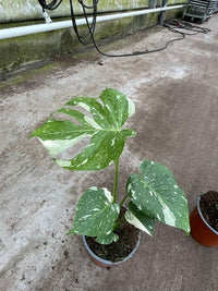 Monstera “Thai Constellation” H 45 cm
